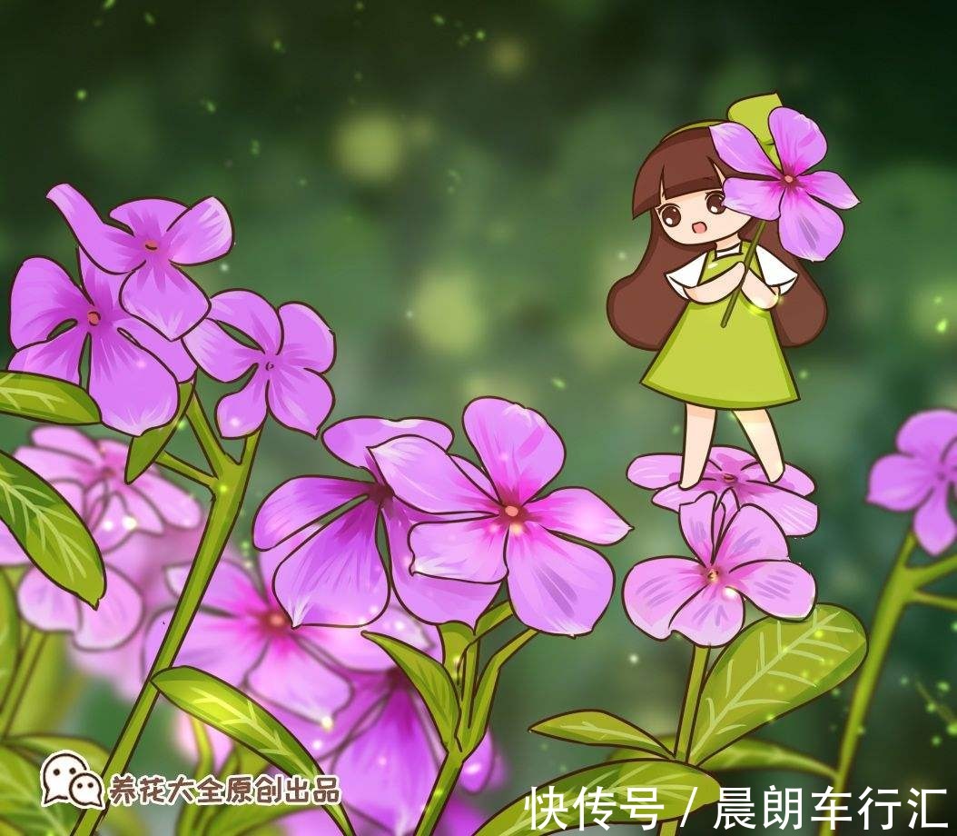 一年四季都开花的植物,养一盆性价比特高,还好养