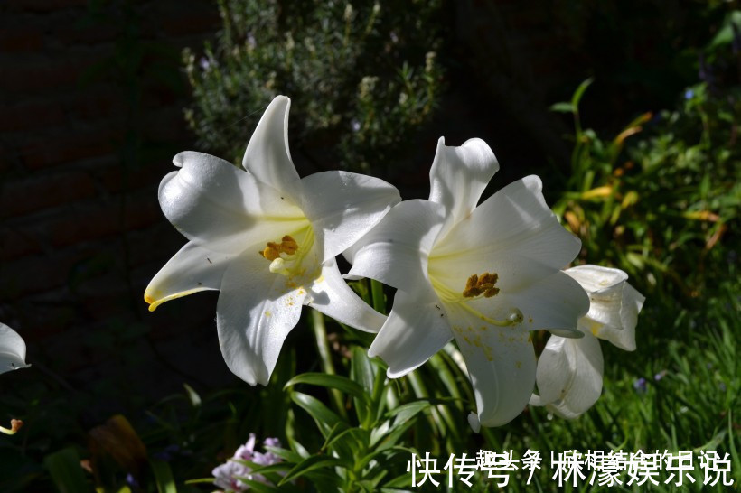 生肖|下个月，月老相助，缘分和桃花高高在上，挚爱温暖心间的四大生肖