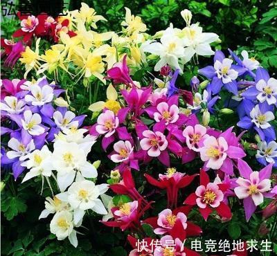 13种“漂亮花”,零下20度也冻不死它,大雪天依旧能开,又香又艳