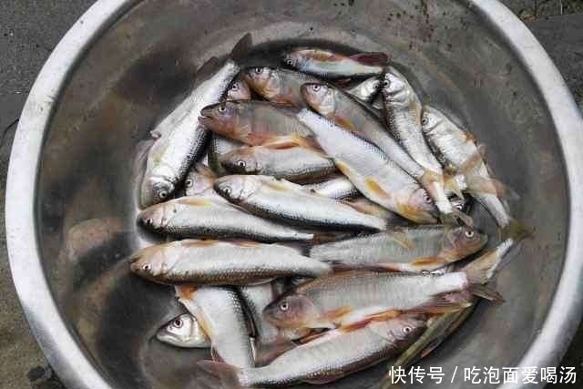 农村|农村大叔钓白条鱼，一小时为何能钓一桶？