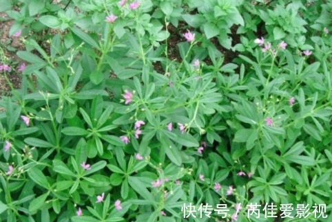 小边|农村一种野菜“萝卜根”,含有丰富的蛋白质、脂肪酸,价值很珍贵