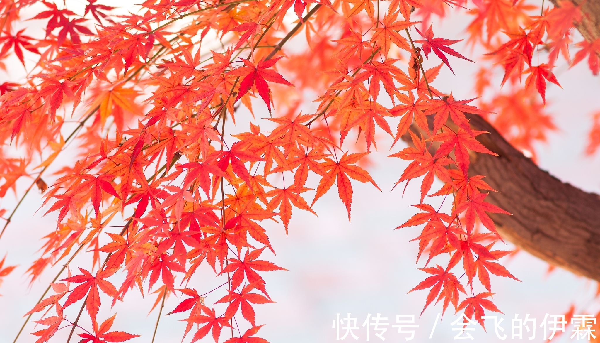 诗家&贫穷诗人留下一句名句就过世了,后代诗家怎么各显神通为他补诗?