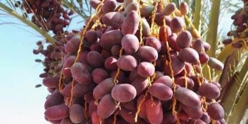 人到中年要学会多吃以下食物,排毒抗衰,降压减脂,好处多多