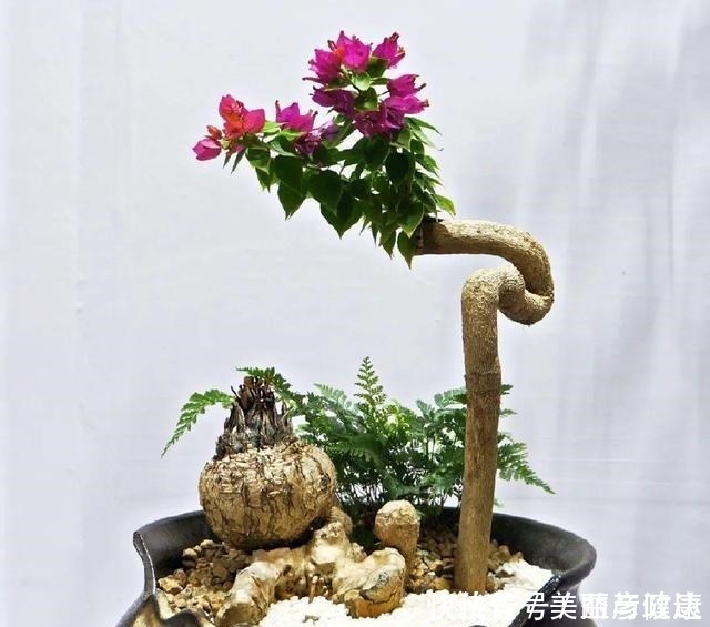 紫藤|4种花养成老桩,价格能翻好几倍,开花也更多!