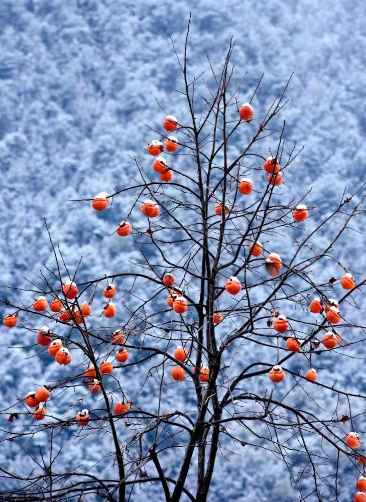 灵山|一下雪,灵山美出了新境界!