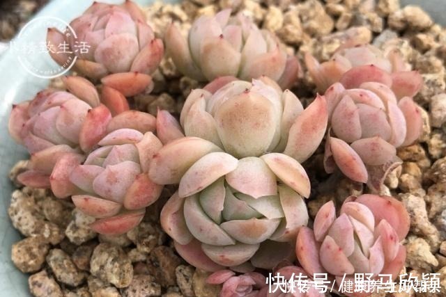 板结|多肉植物遇到这8种情况，需要翻盆换土，最后一种考验养功！