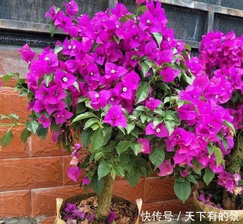 扦插|扦插三角梅,了解掌握几个小技巧,冬天也能生根发芽,一盆变多盆