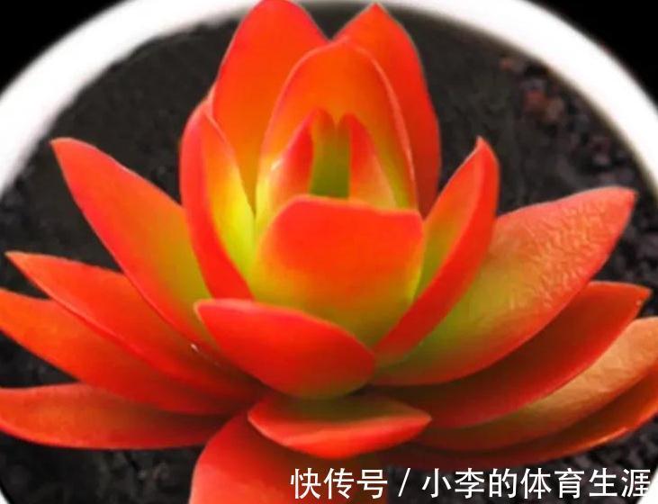 多肉红稚莲和火祭，冬季都是红的如火，但我更爱红稚莲