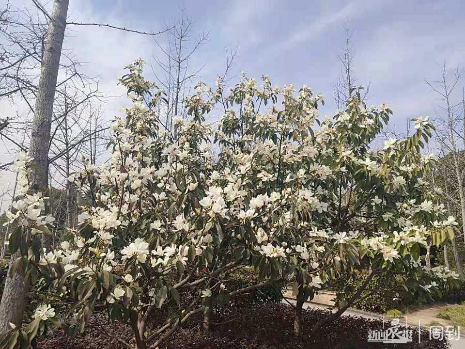 低薪|与美人梅合影，觅白玉兰芬芳，一起寻找杨浦公园里的春天