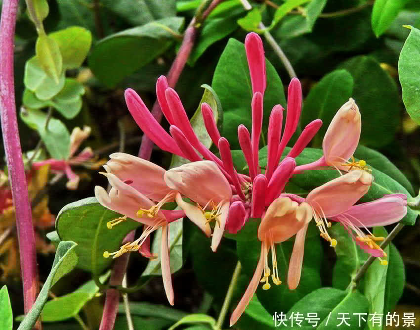 室内可以养的芬香植物,看看这5个品种,你养过吗?