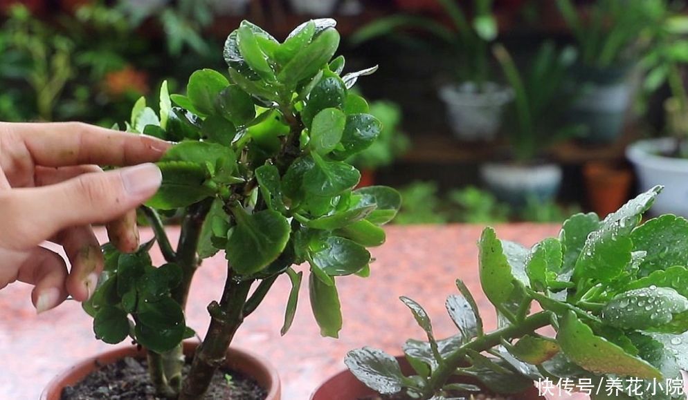 浇水|长寿花已经休眠,做到4个“不要”,安全度夏,秋天长得旺