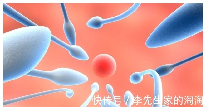 卵子|进入女性体内,没和卵子相遇的小蝌蚪去哪了?看完后不准偷笑