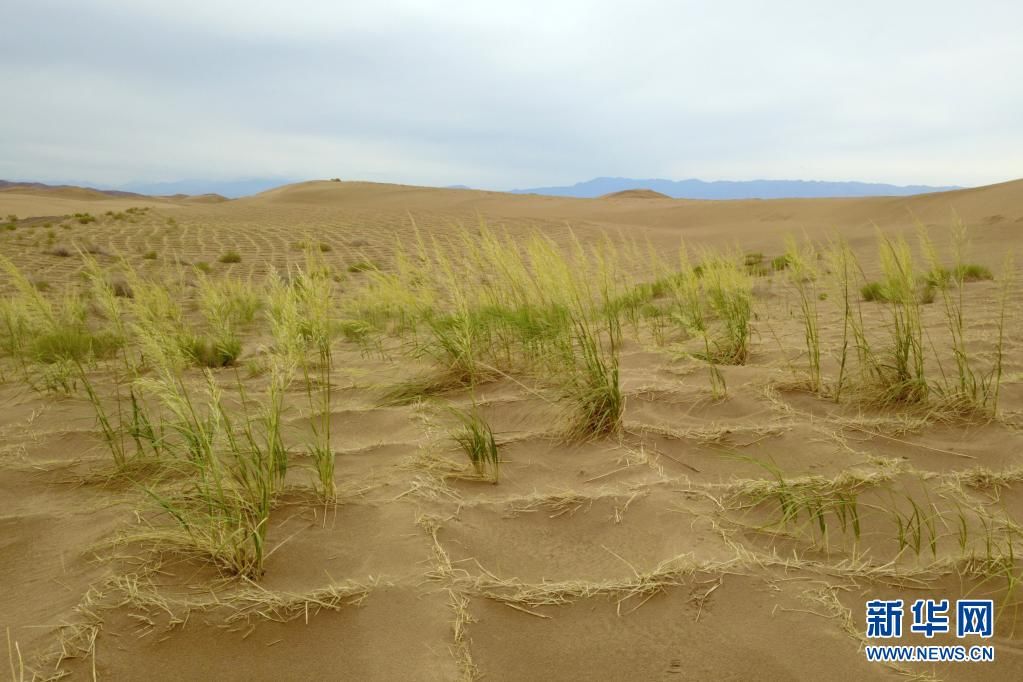 农田防护林网|新华全媒+丨中国第三大沙漠南缘“沙城”变“水乡”