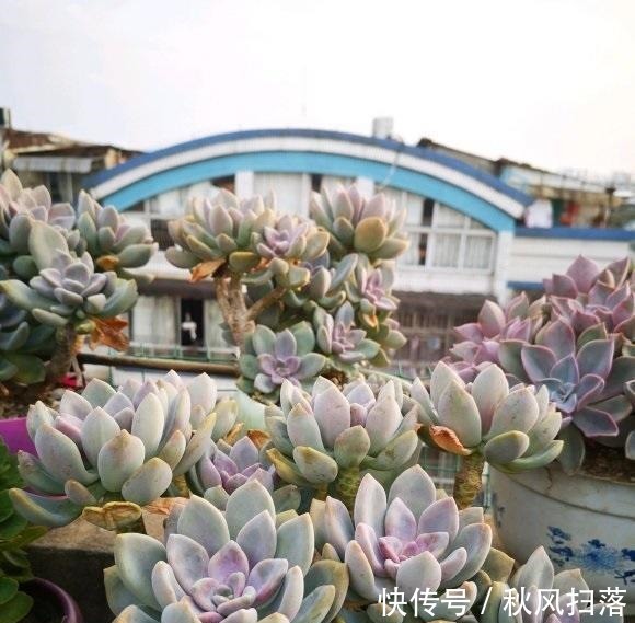 养好多肉分几步？2步就够，不要去模仿别人，技术是自己的