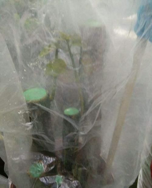 扦插|三角梅扦插总不活?吹口仙气,成活率翻倍,20天冒新芽