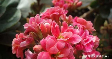 喜欢|4种花越看越喜欢,花美似牡丹,全年开花不怕冷