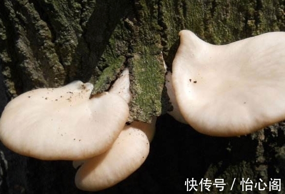 怎样鉴别蘑菇是否有毒?教你4种方法辨别毒蘑菇,安全食用鲜蘑菇