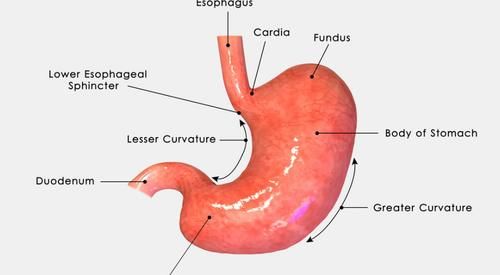 恶心|养胃“高手”被找到，不是山药，每天吃一点，胃一天天强壮健康