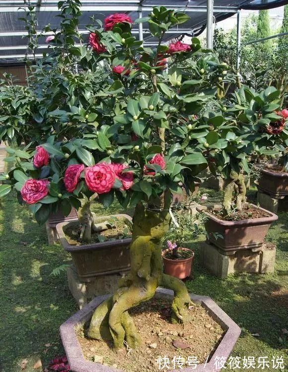 寿命|这4种“盆景树”,不仅观赏性高,寿命还特别长,越养越值钱