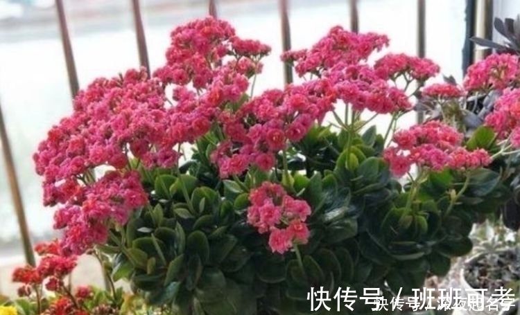 金鱼吊兰|这几款植物养在家里，一年四季开花不断，花大色艳很漂亮