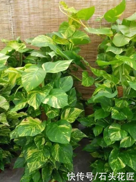 4月养花,浇水别踩“4个坑”,要不然植物黄叶、枯枝、落花苞