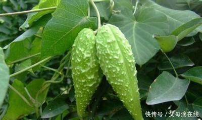 良药|农村一种农田里的野草，农民看见就讨厌，殊不知是治疗皮肤病良药