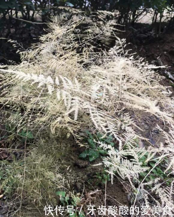 花草冻伤了及时修剪,别舍不得,越早越好