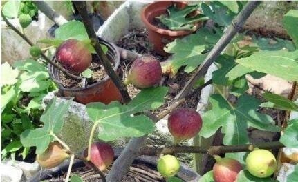 栽种|无花果、百香果可以在家种,2年养成大盆栽,一棵结果4、5斤