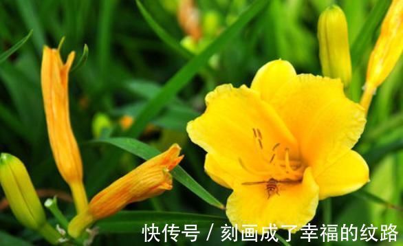 肠风热毒|农村遍地生长的十大野菜,浑身都是宝,降三高防癌,城里人抢着吃