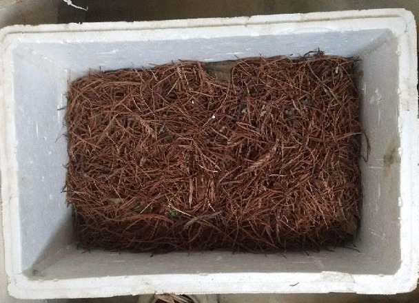 山上一种土，是养花“黄金土”，啥花吃了都疯长！