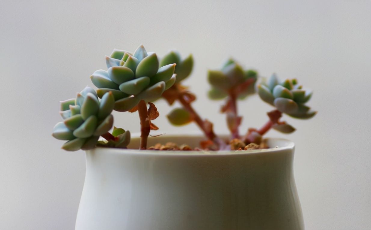 家中常见的6种花要“穷养”,花盆小一点,少水少肥更旺盛