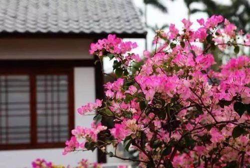 春天种上爬藤植物，夏天花儿爬满墙！