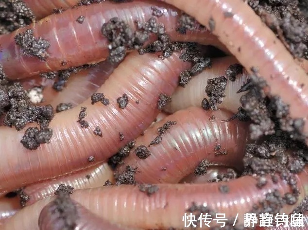 蚯蚓|爆钓黄骨鱼,一晚上拉了34斤!钓友全部看哭了!