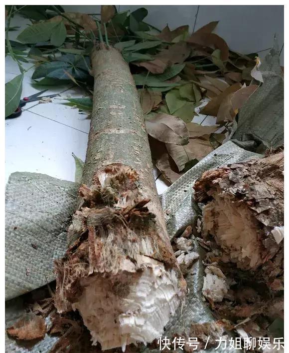 7种“富贵花”,容易被浇死,别太狠,一杯水就够养一冬天