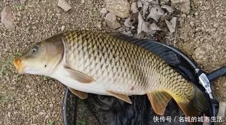 都用玉米做钓,别人百斤爆护自己却颗粒无收,这几个原因参考一下