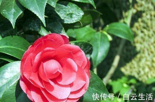 花卉|此3种花生长环境很特殊，就喜欢酸性土，长得欢开花多，花色娇艳