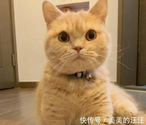 比暹罗猫还难养的几种猫咪，橘猫算一”