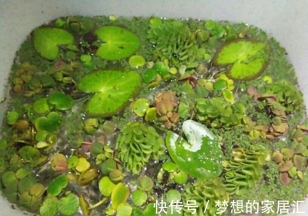 10种花太能喝水,一天一瓢水,7天爆满缸