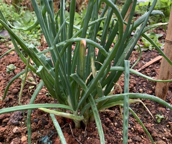 春节前后，喜欢宅家就好好打理阳台吧，养花种菜