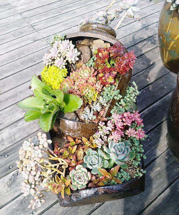 他用菜坛子种多肉,1分不花,呼呼长成“大米饭”!