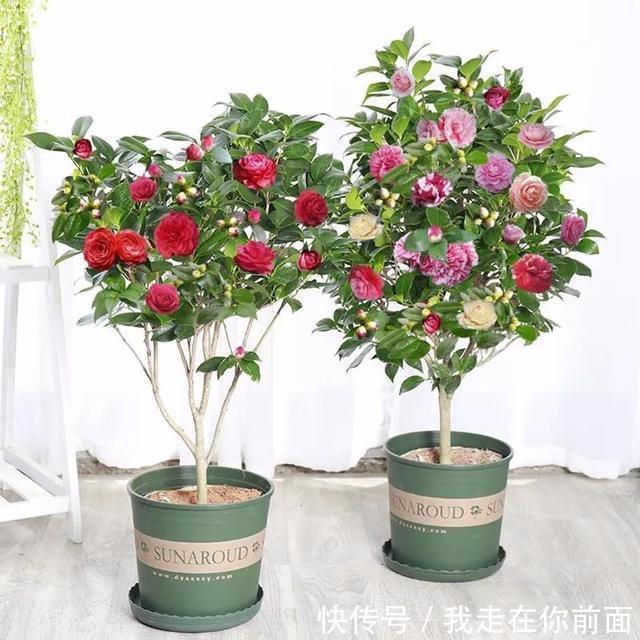 富贵竹|这六种花,个个都爱“喝醋”,隔几天喝一点,嫩叶蹭蹭长不停