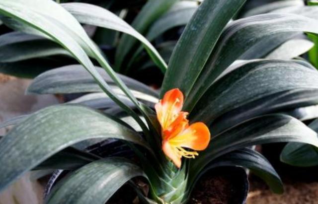 要想君子开花旺，不夹箭，光靠浇水施肥是不够的，小技巧要用上