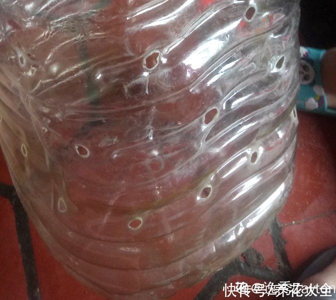 家里的油桶不要扔，拿来种菜养花，省钱又好用