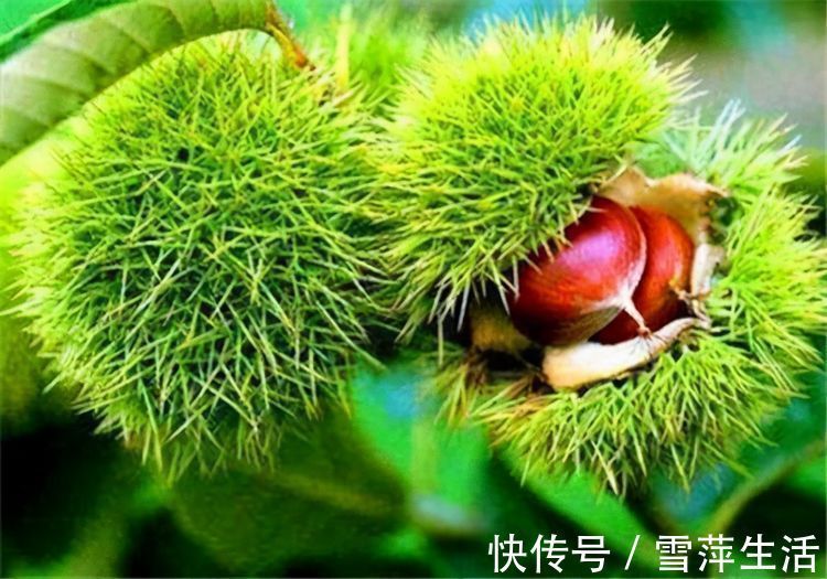 食物|对身体最好的3种食物，健脑益智，通肠润便，谁吃谁受益！