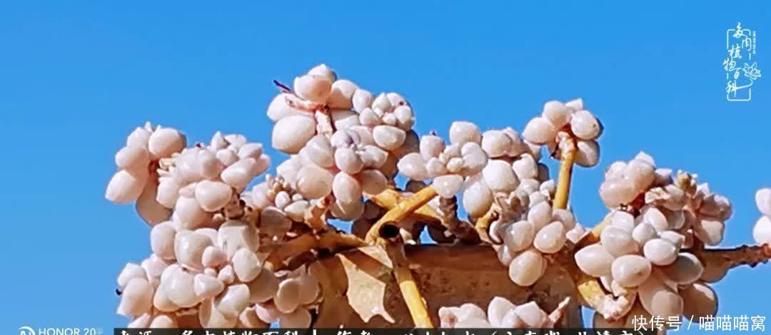 多肉|你是爱,是暖,是希望,你是人间四月天!