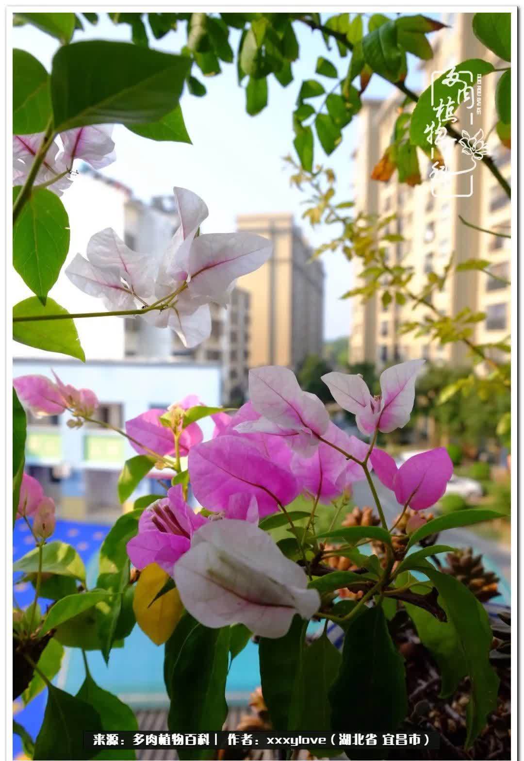 时光匆匆,一闪而逝,这世间万物的美,都值得被记录!