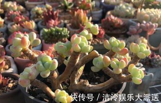 叶片|想让多肉出状态，从“2方面”下手，根壮叶肥，越长越美