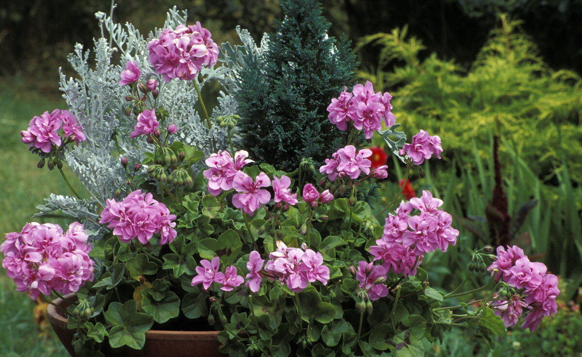 扦插|邻居的院子夏日几乎没“蚊虫”,原来是因为养了3种花,我也要养