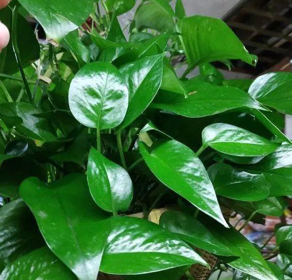 发酵|新人养花没经验不用担心,用它们浇花轻松搞定肥料难题