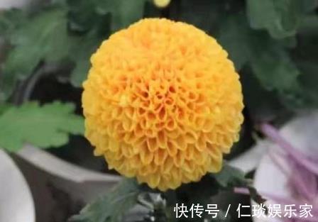 喜欢菊花,那就养盆”菊中珍品“艳球王,似起舞金凤,绚丽典雅